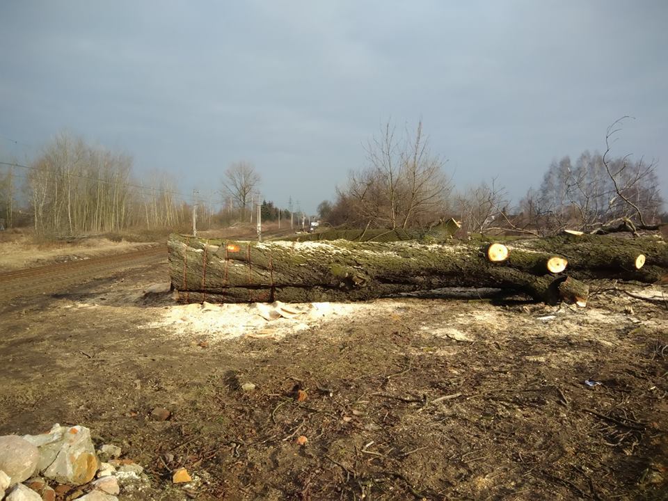 Photo of Wycinają stuletnie kasztanowce