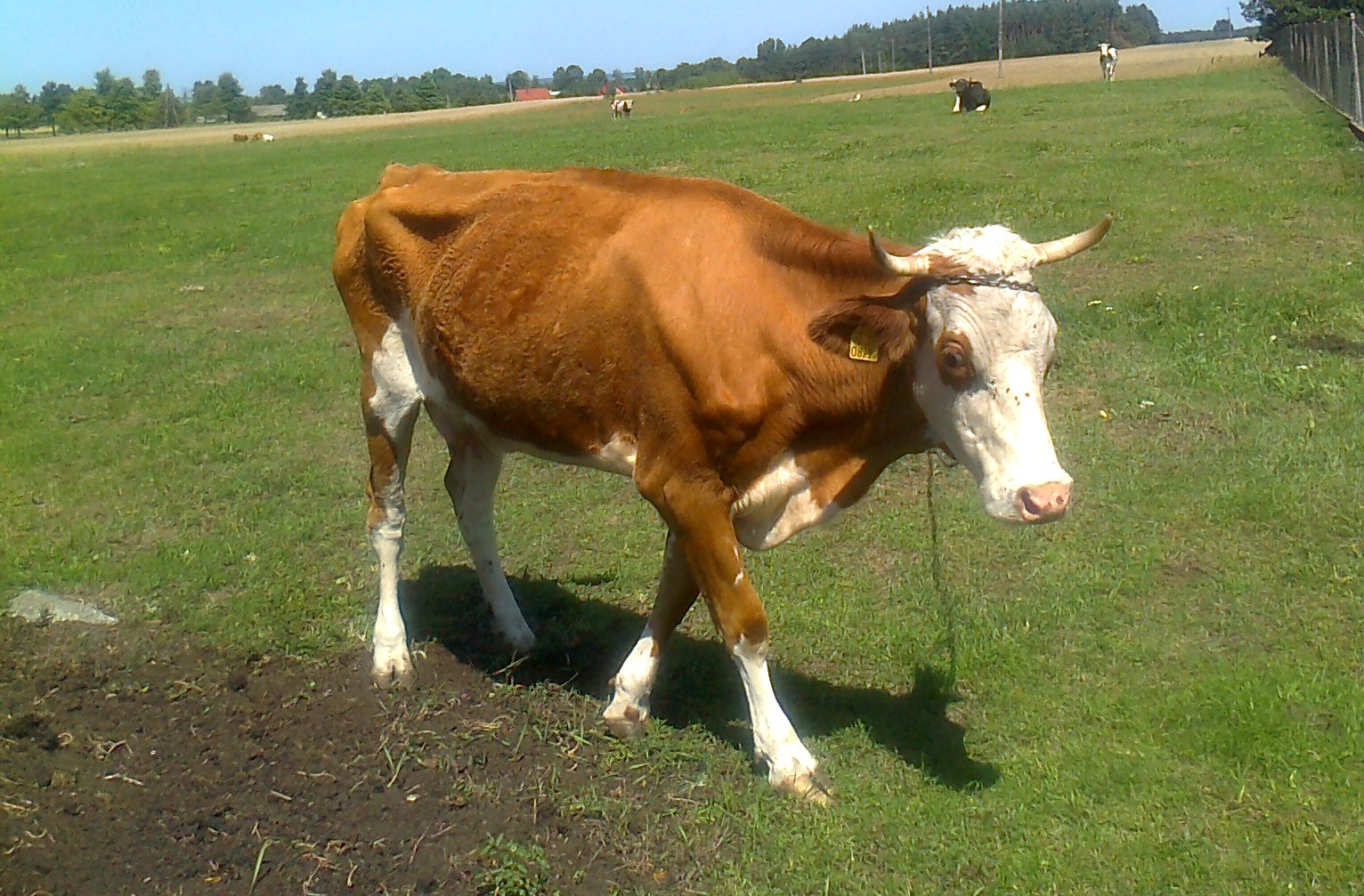 Photo of Zaniedbane krowy, cielęta i byki. Zwierzęta będą odebrane właścicielowi?