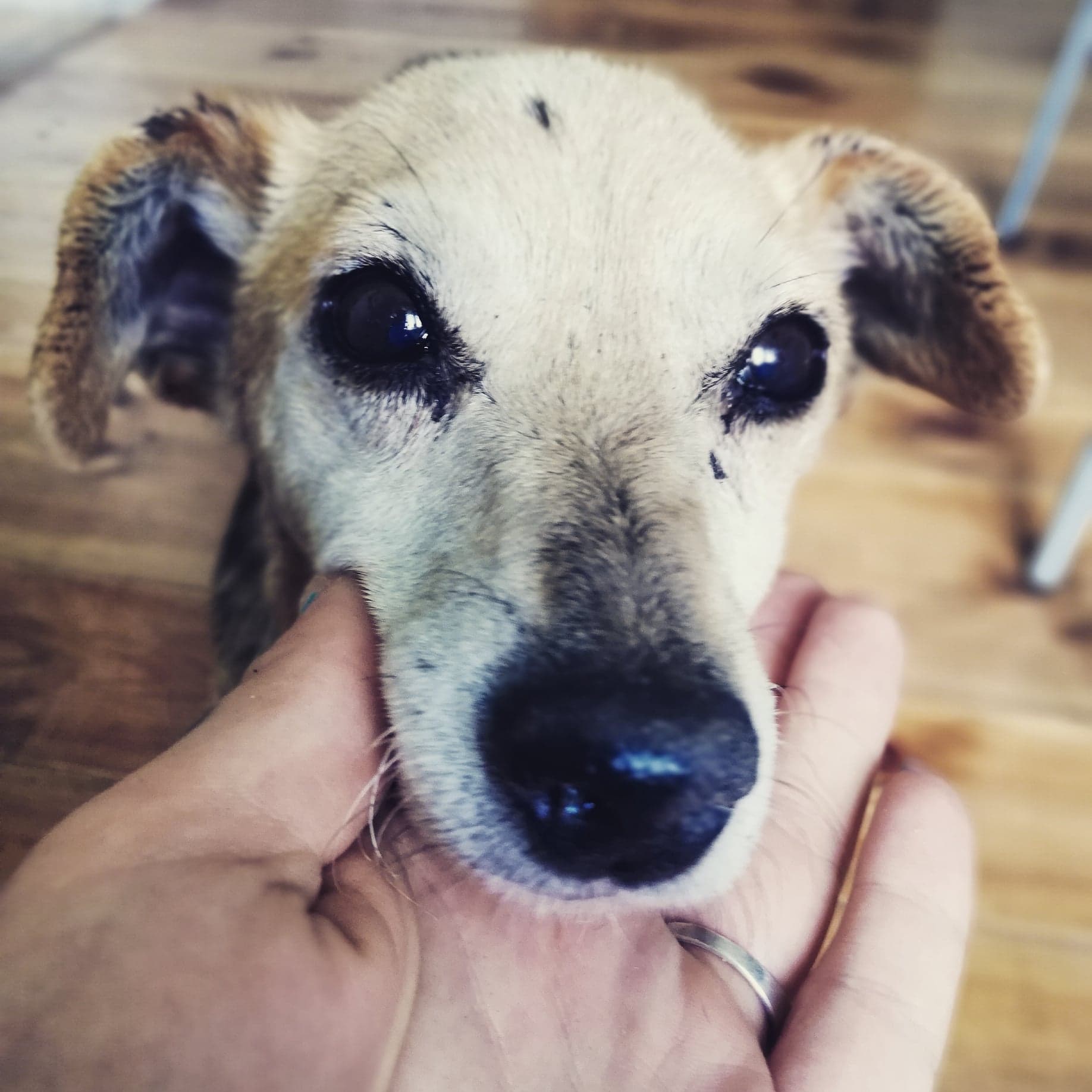 Photo of Dziś dzień kundelka, zaadoptuj kundelka