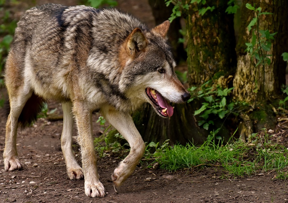 Photo of Uwaga na wilki w piotrkowskich lasach! (Drastyczne zdjęcia)