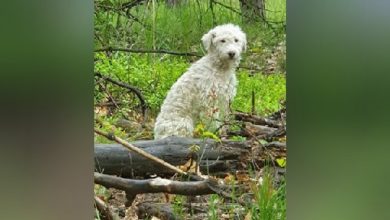 Photo of Bajkowy finał psiej sprawy…