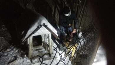 Photo of Odpowie za znęcanie się nad psem