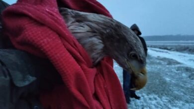 Photo of Porażony prądem bielik trafił do Osady Leśnej w Kole