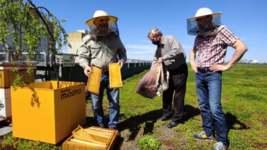 Photo of Pszczoły z Focusa wyprodukowały ponad 230 litrów miodu
