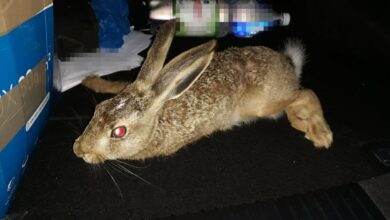 Photo of Policjanci ratowali rannego zająca