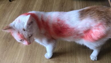 Photo of Kto pomalował kota czerwoną farbą?