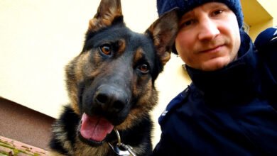 Photo of Nowy pies w szeregach piotrkowskiej policji
