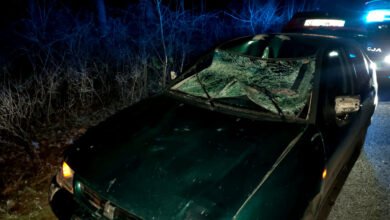 Photo of Kolizja z łosiem. Zwierzę nie przeżyło zderzenia