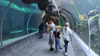 Photo of Największy tunel podwodny w Europie! W Łodzi otwarto Orientarium