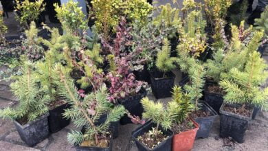 Photo of „Nakręć się na zieleń”: Ogromne zainteresowanie sadzonkami