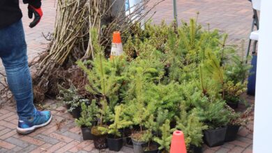 Photo of Drzewko za makulaturę w Gorzkowicach! Ekologiczna akcja czeka