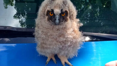 Photo of Mała sowa uratowana!