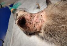 Photo of Młody borsuk w ciężkim stanie. Prawdopodobnie pogryzł go pies