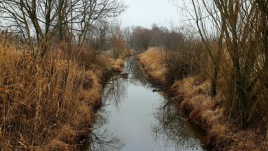 Photo of Łódzkie walczy z suszą