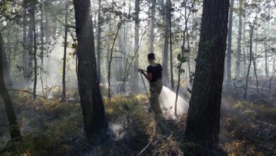 Photo of Płonął las w gminie Gorzkowice – FILM, ZDJĘCIA