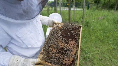 Photo of Ogród dla owadów czyli pszczoły w mieście