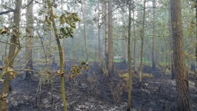 Photo of W gminie Gorzkowice palił się las – ZDJĘCIA, FILM