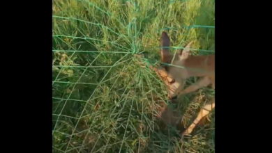 Photo of Młody kozioł sarny zaplątał się w piłkochwyty. Żeby go ratować, trzeba było przeciąć siatkę