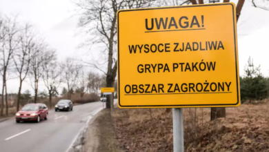 Photo of Ognisko ptasiej grypy w gminie Wolbórz. Trzeba było zutylizować kilkanaście tysięcy ptaków