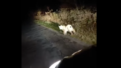 Photo of Ryś Rejent znowu wędruje w okolicach Piotrkowa – FILM