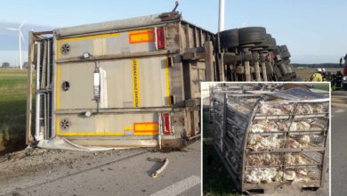 Photo of Ciężarówka przewożąca żywe kurczaki wpadła do rowu. Część zwierząt prawdopodobnie nie przeżyło