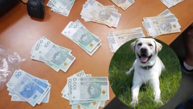 Photo of Czujny nos Aresa z KAS, odnalazł KASę w paczce