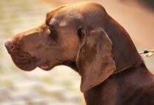 Photo of Święto kynologii już w ten weekend w Moszczenicy