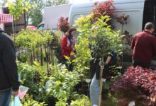 Photo of Zamek w Bykach zakwitnie na wiosnę. Nadchodzą XIX Piotrkowskie Targi Ogrodnicze!