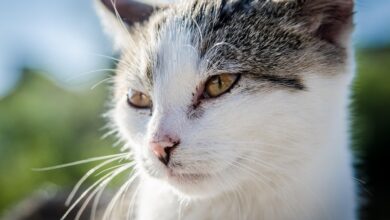 Photo of Akcja darmowej sterylizacji zwierząt