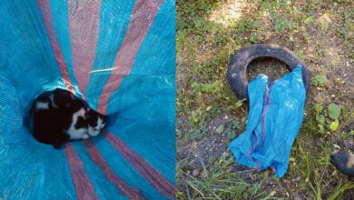 Photo of Porzucone kocięta w worku. Dramatyczne odkrycie działaczy piotrkowskiego schroniska