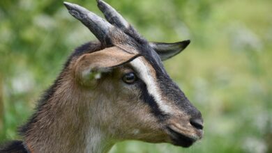 Photo of Magistrat szuka właściciela kóz, o których pisaliśmy wczoraj