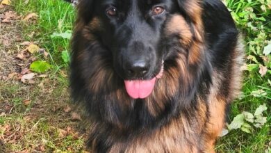 Photo of W Bogusławicach zaprezentują się owczarki niemieckie