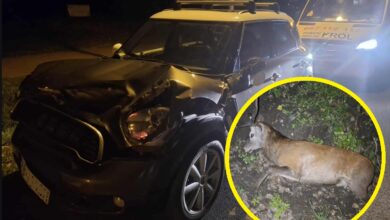 Photo of Uwaga na dzikie zwierzęta na drogach!