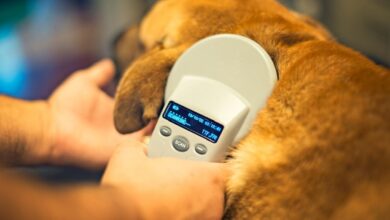 Photo of Darmowe czipowanie psów