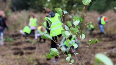 Photo of Pół tysiąca nowych drzewek w ramach akcji Novy Las