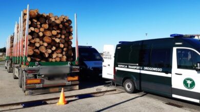 Photo of Przeważone ciężarówki z drewnem. Rekordzista ważył aż 71 ton!