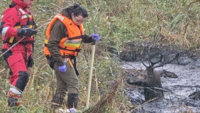 Photo of Dramatyczna akcja ratunkowa jelenia – szybka reakcja uratowała życie zwierzęcia