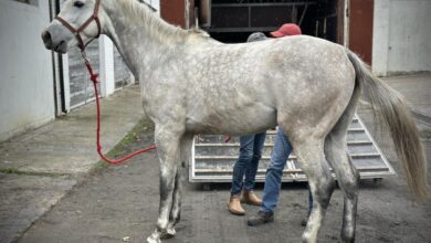 Photo of Nowi lokatorzy szkolnej stajni w Wolborzu – Mały Książę, Lewkonia i Bitwa dołączyli do stada