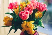 Photo of Wyjątkowy Dzień Kobiet w naszym regionie! – Sprawdź szczegóły