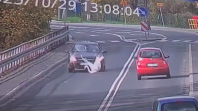 Photo of Łabędź potrącony przez samochód osobowy. Ptak powraca do zdrowia w Leśnym Ośrodku Rehabilitacji Zwierząt w Kole