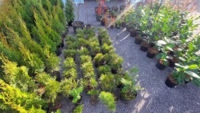 Photo of „Drzewko za makulaturę” w Gorzkowicach. Ponad 2 tony zebranych surowców wtórnych!