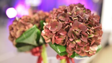 Photo of Literackie święto w Piotrkowie. Finał 53. konkursu o „Rubinową Hortensję”