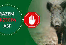 Photo of Kolejne martwe dziki zakażone wirusem ASF w powiecie piotrkowskim