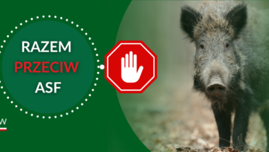 Photo of Kolejne martwe dziki zakażone wirusem ASF w powiecie piotrkowskim