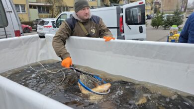 Photo of Ostatnia szansa na karpia. Na targowisku ruch przed samą Wigilią