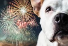 Photo of Nie strzelaj w Sylwestra! Pracownicy schroniska w Piotrkowie apelują o pomoc dla zwierząt