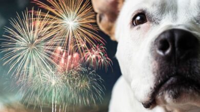 Photo of Nie strzelaj w Sylwestra! Pracownicy schroniska w Piotrkowie apelują o pomoc dla zwierząt