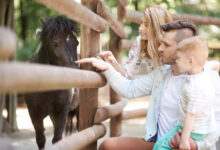 Photo of Najlepsze atrakcje dla dzieci w łódzkim – przewodnik po rodzinnych miejscach rozrywki