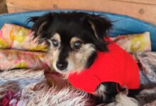 Photo of Zwierzęta w schronisku są pod dobrą opieką