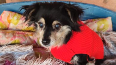 Photo of Zwierzęta w schronisku są pod dobrą opieką